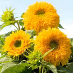 sunflower-here-comes-the-sun-mix-1