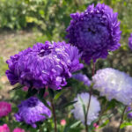 Tower Blue China Aster Seed