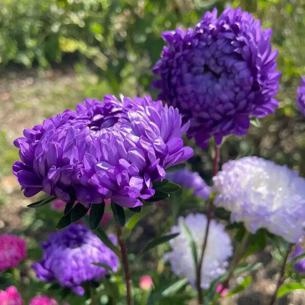 Tower Blue China Aster Seed