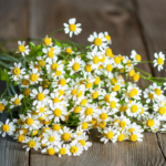 23355041213_500142703