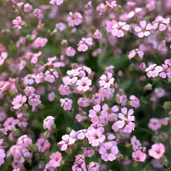 Gypsy Deep rose Hybrid Gypsophila Seeds