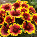 13086561925_500142703