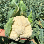 Skywalker Organic Cauliflower Seeds