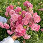 O1CN01UNPlbo2JkjbTqbQBt__2213216199460_jpg_q50_jpg