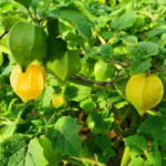 O1CN016RjdH71KE2j6i85Ez__2213952471131_jpg_q50_jpg