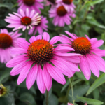 O1CN015f5Pk62BdOJDJ1H7l__2044468361-0-cib