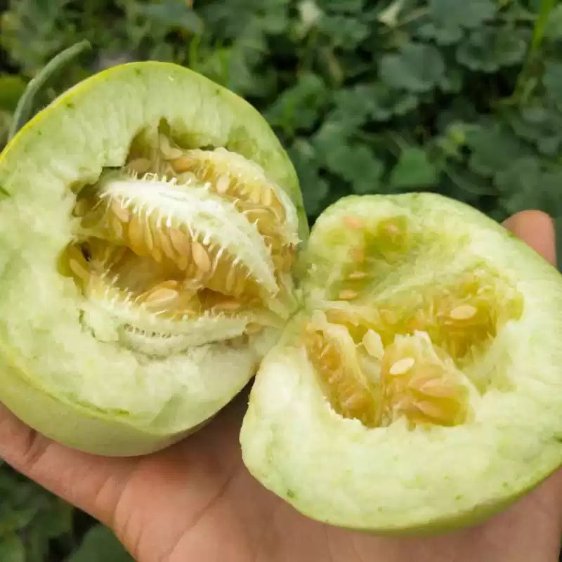 O1CN01Wu4DDD1yVWfW5JMXq__2212650146584_jpg_q50_jpg