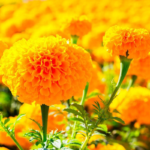 O1CN01vj4ypB2JkjlXYzxyv__2213216199460