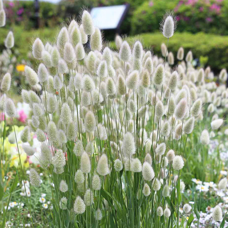 O1CN01XNY6qm2Jkjm4LbmUo__2213216199460