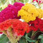 Mix Celosia Seeds