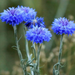 O1CN01bMt1Nz2BdOFVaWpyA__2044468361-0-cib_1