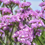 O1CN010cxFVt2JkjlY7Q4Vs__2213216199460_jpg_q50_jpg