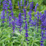 O1CN01XrJxMW1wtgBLlmMvt__753026366_jpg_q50_jpg