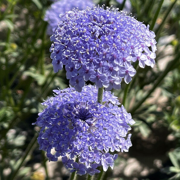Lacy Lavender Blue Didiscus Seed