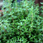 O1CN01szsPIO2JkjlgEffBL__2213216199460_jpg_q50_jpg