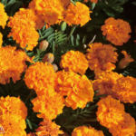 O1CN010sIqRZ2BdOQ6Ffb6r__2044468361-0-cib