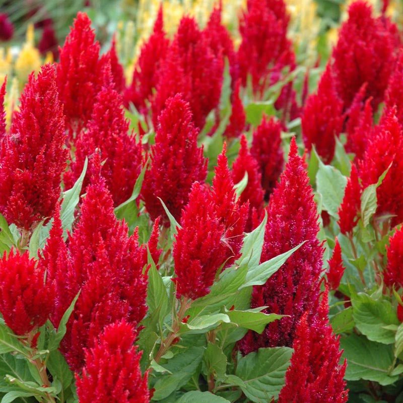 O1CN01YIAiAS2JkjkUopLY9__2213216199460_d445e03e-88d0-4845-b4ac-ceb94424fea9