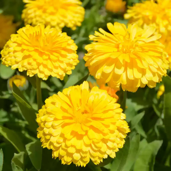 Pacific Beauty Yellow Calendula Seeds