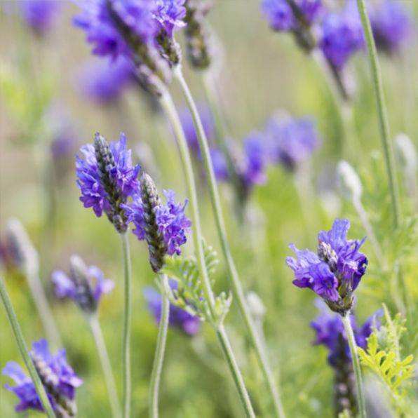 Munstead-Type Organic Lavender Seed