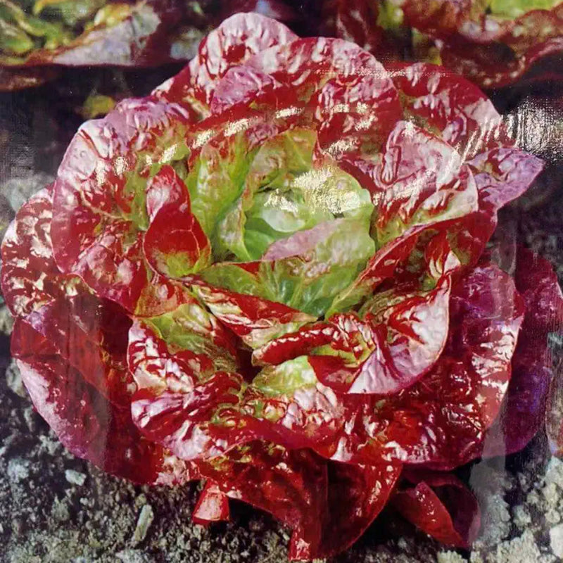 O1CN01Ynp7Dt2HaXT16S5dE__61809167_png_q50_jpg