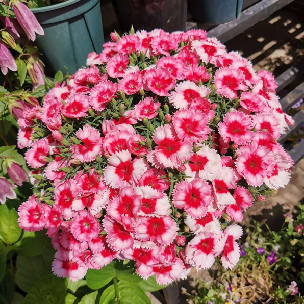 Super Strawberry Hybrid Dianthus Seeds