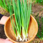 ProEasy Chives Seeds
