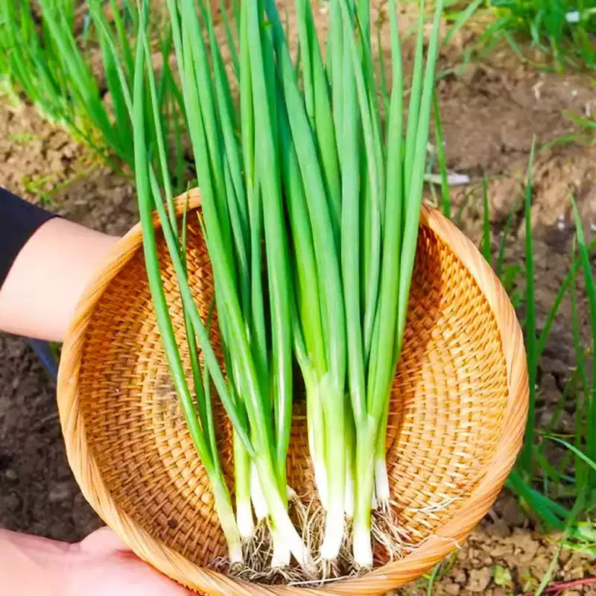 ProEasy Chives Seeds