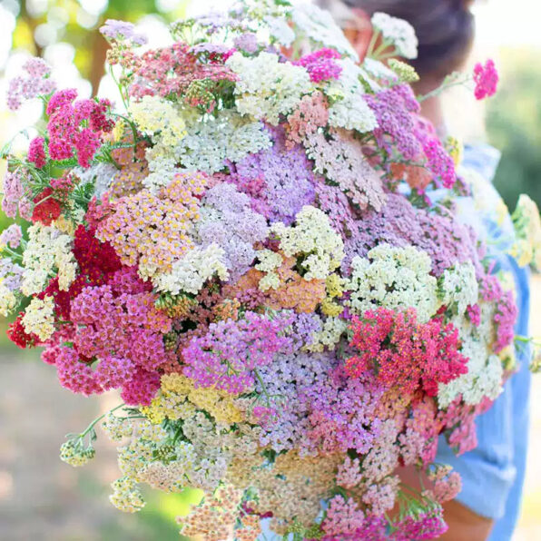 Achillea Rainbow Mix Yarrow Seeds
