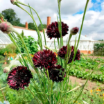 cornflower-almost-black-shk-1