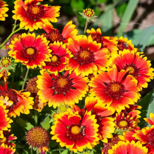 Painter's Palette Mix Blanket Flower Seeds
