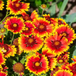 13086561925_500142703