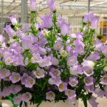 canterbury-bells-mixed-flo-1