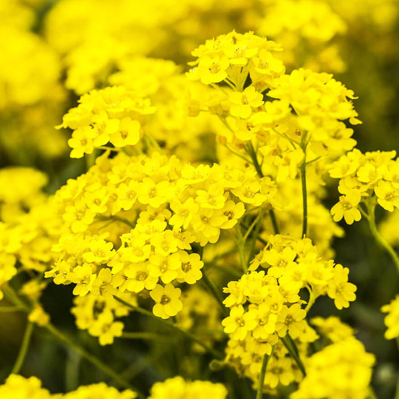 O1CN01ZOy1sv2JkjaOhOgk5__2213216199460