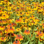 O1CN01vt2DAV2BdOHmREUIM__2044468361-0-cib_1