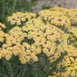 O1CN01Z24BS42Jkjm4g9O2Y__2213216199460-1.jpg_q50-1.jpg__1-1