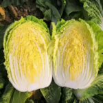 O1CN01ZpOO5j2DIRcUbEGqG__2209548478586_jpg_q50_jpg