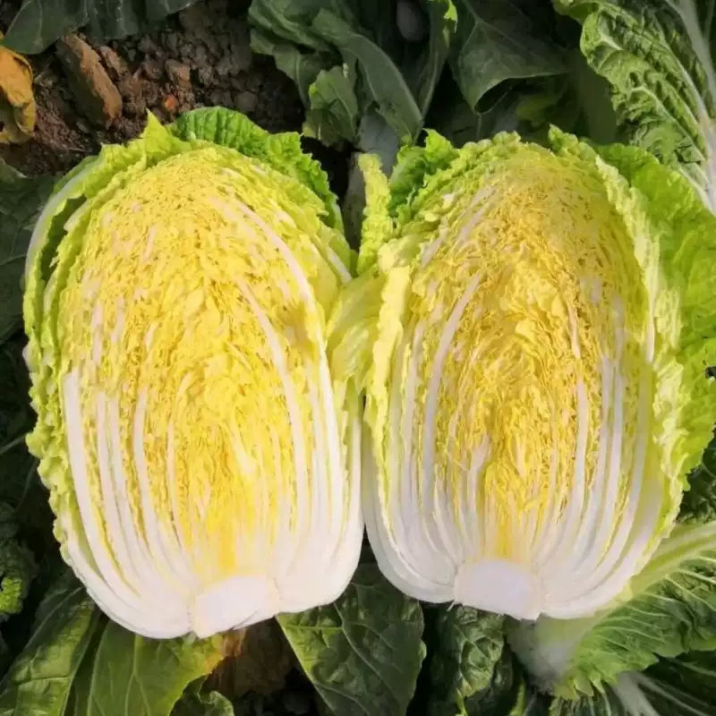 O1CN01ZpOO5j2DIRcUbEGqG__2209548478586_jpg_q50_jpg