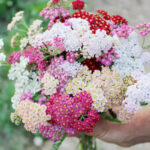 O1CN01Z24BS42Jkjm4g9O2Y__2213216199460-1.jpg_q50-1.jpg__1-1