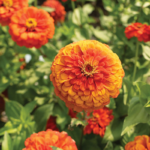 O1CN01XPf6J62BdOFAcQLKW__2044468361-0-cib