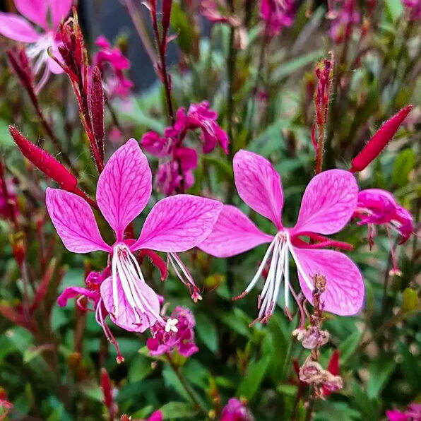 Dark Pink Gaura Seed