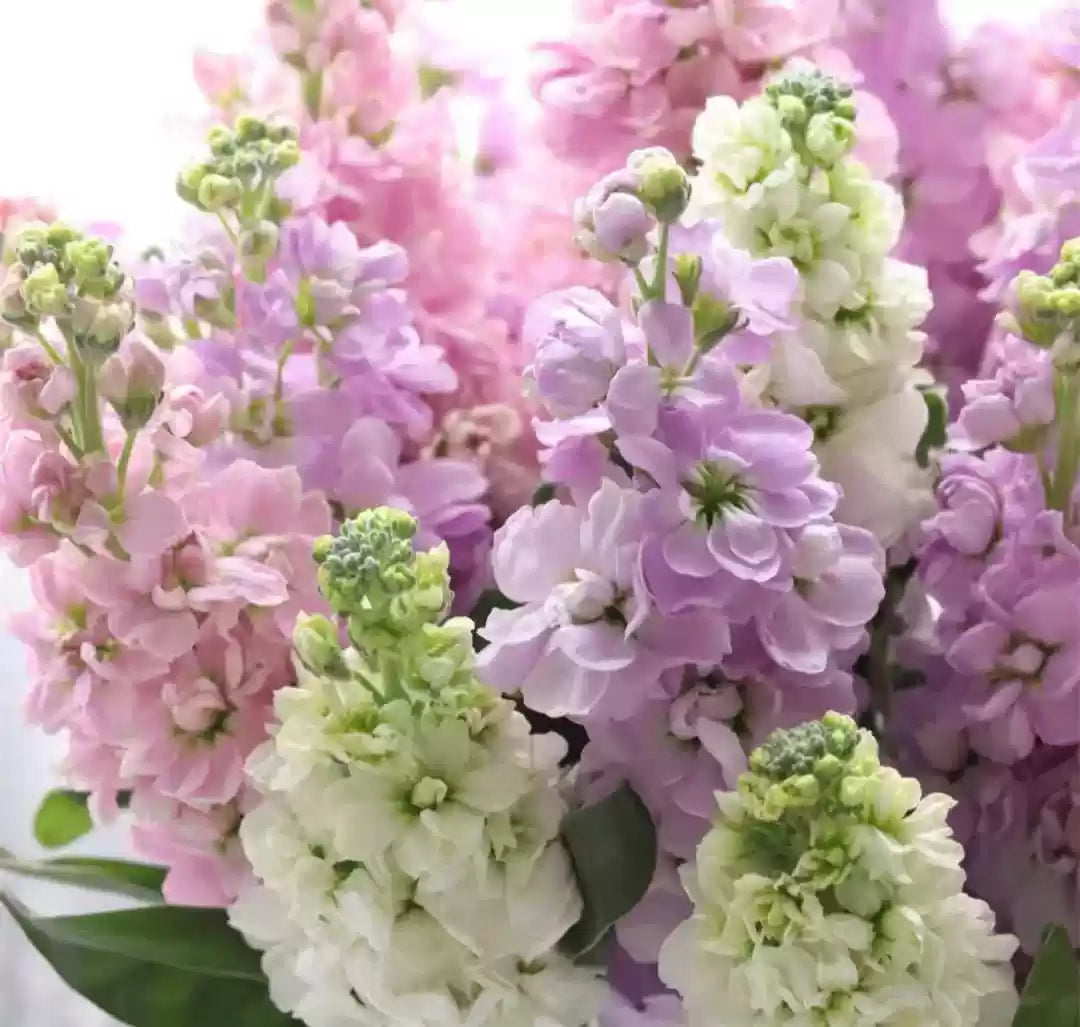 O1CN01a394BT1Cti2wflezo__724870139_jpg_q30_jpg