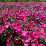 Tidal Wave Hot Pink Petunia Seeds