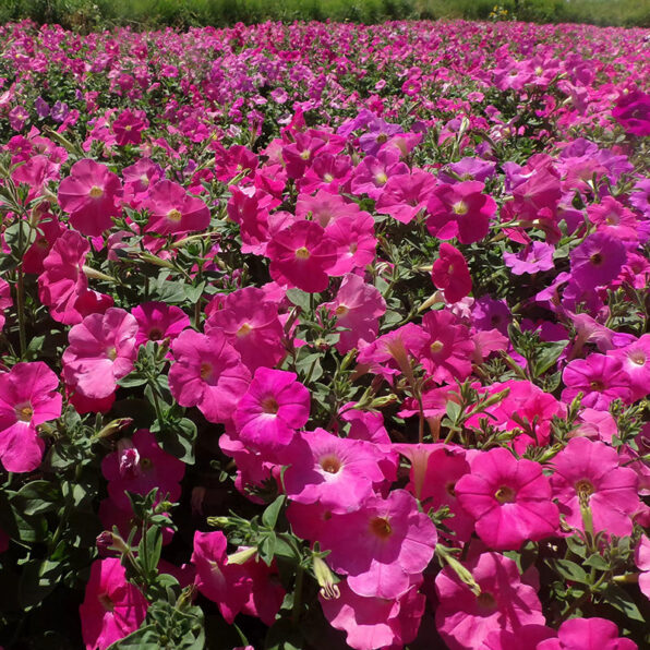 Tidal Wave Hot Pink Petunia Seeds