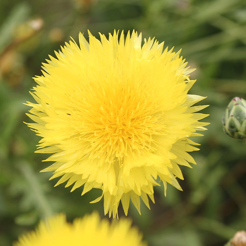 O1CN01a5yR1h2BdOJEQG7QP__2044468361-0-cib