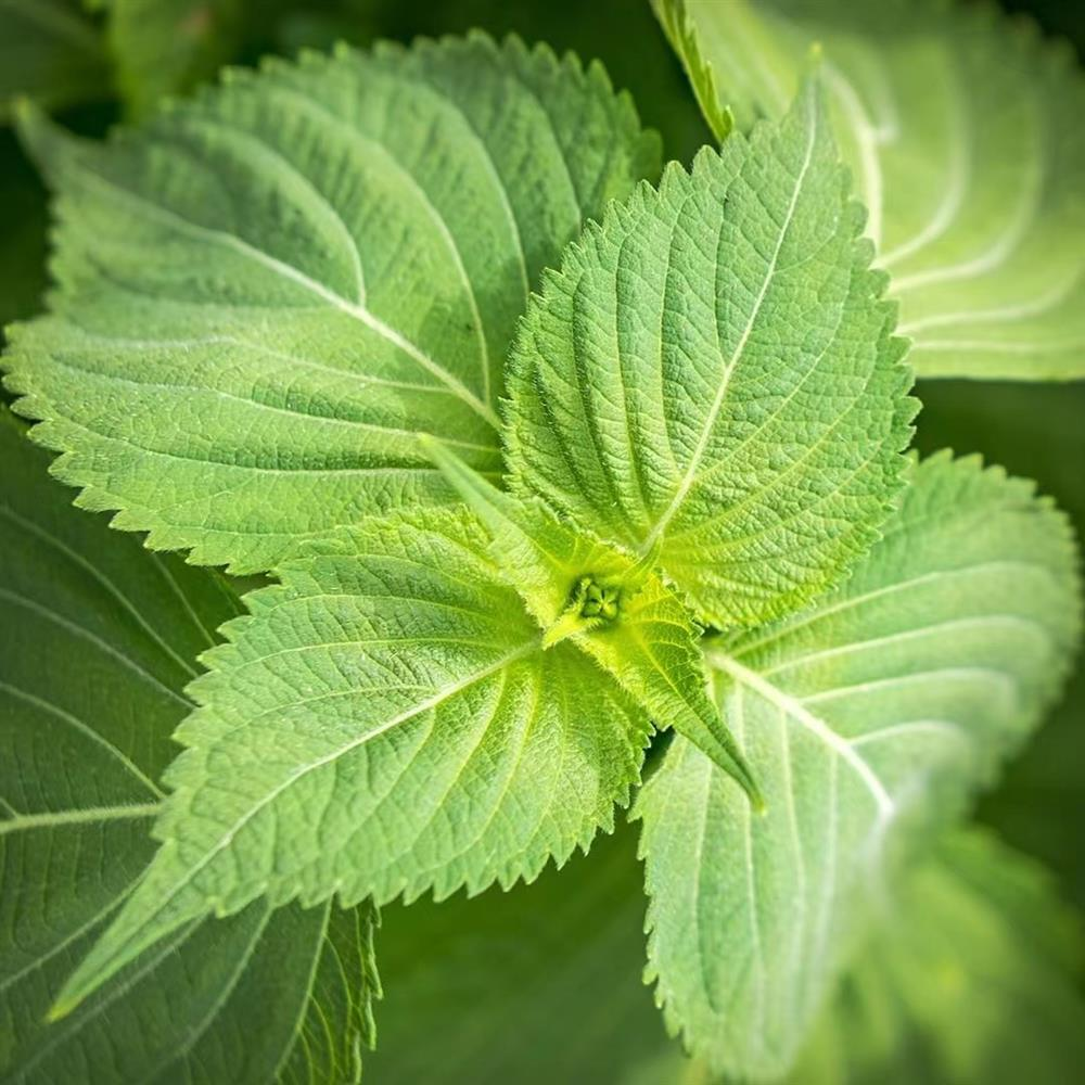 O1CN01aCsPhG1rMdhIQkJVy__2212673925617