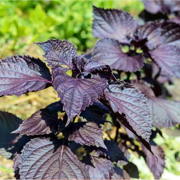 Perilla (Shiso) Seeds