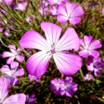 Purple Queen Agrostemma Seed