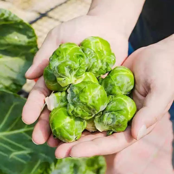 Catskill Brussels Sprouts Seeds