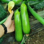 O1CN01V9VgCs23QYL190Uqf__914817250.jpg_q50.jpg__1