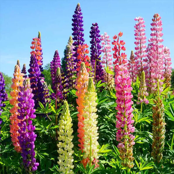 Russell's Formula Mix Lupine Seeds
